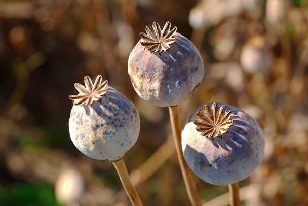 opio seco, cápsulas de amapola
 - Foto, imagen