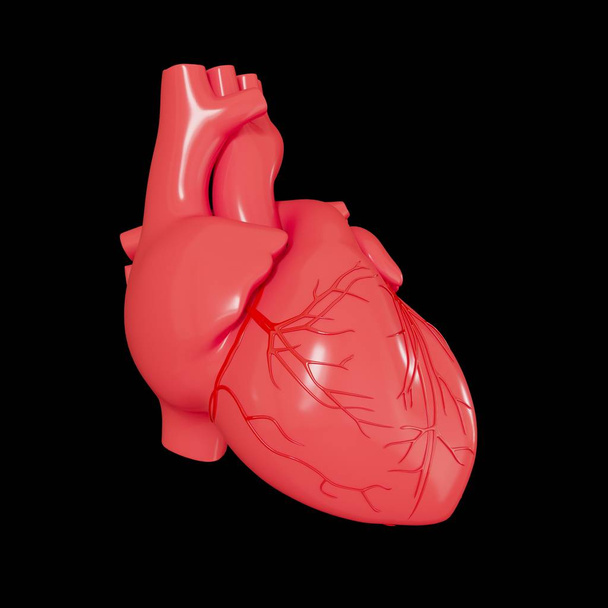 ρεαλιστικό 3d μοντέλο της ανθρώπινης καρδιάς με σκιά απομονωμένη σε λευκό φόντο. - Φωτογραφία, εικόνα