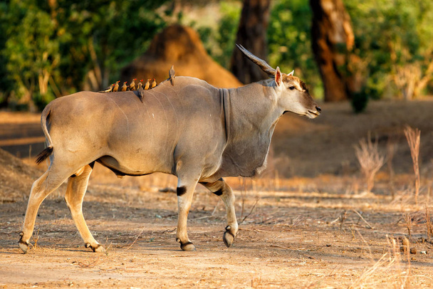 Common eland bull with red-billed oxpecker in Mana Pools National Park in Zimbabwe - Photo, Image
