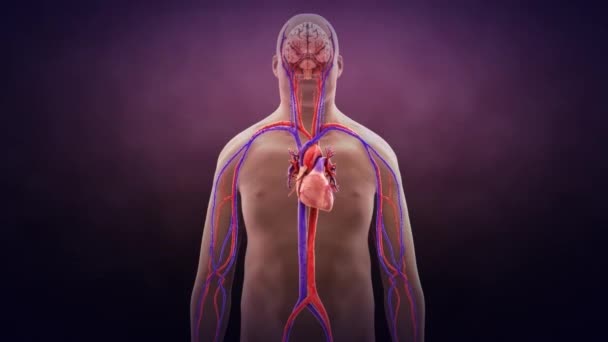 3D Orvosi animációs kövér ember keringési rendszer - Felvétel, videó