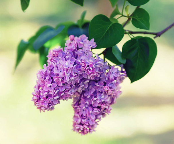 Branch of blossoming lilac - Photo, Image