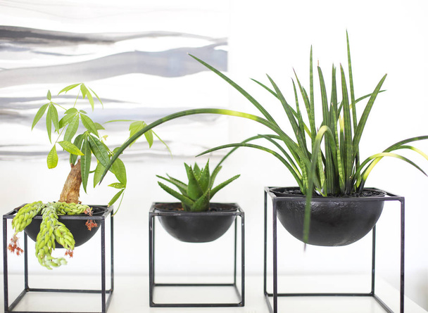 Pots modernes avec des plantes vertes - Photo, image