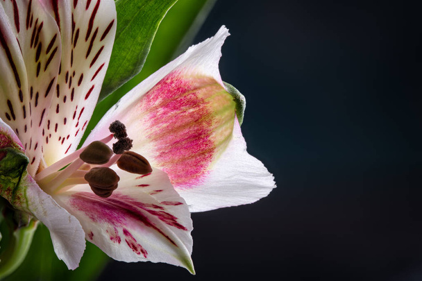 Closeup of a Beautiful Peruvian Lily Flower - 写真・画像