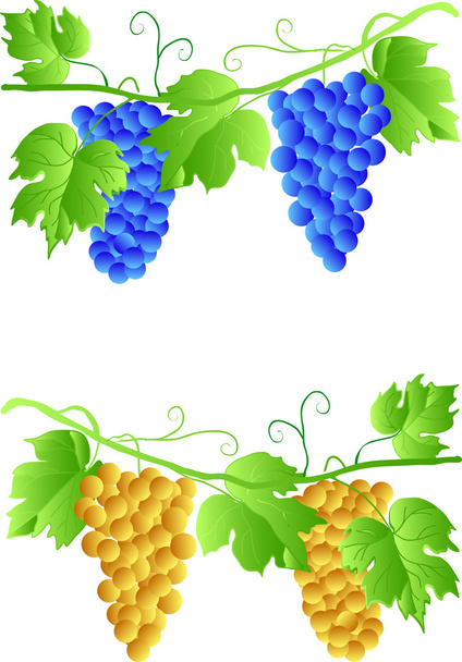 EPS 10 Three cluster of grapes - Vector, Image