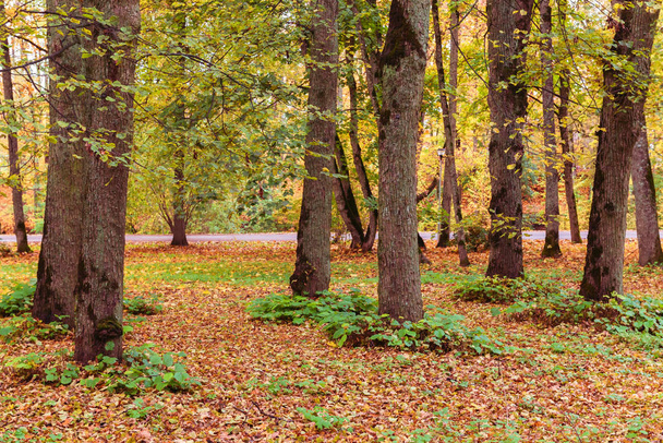 kolorowa jesień jest w parku, duże pnie drzew z ciekawym tworzeniem pnia na dole, w niektórych miejscach rośnie mech; ostrość i ostrość w niektórych obszarach - Zdjęcie, obraz