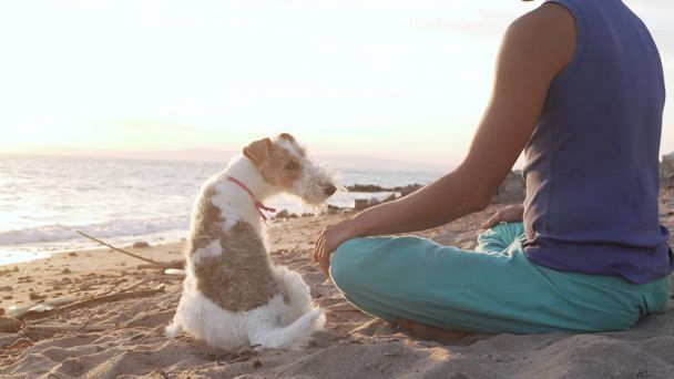 Terier dog sitting with his owner and look in camera at sunrise - Photo, Image