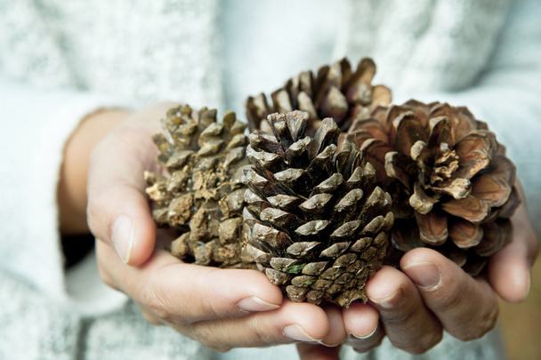 Hand holding cedar cone - Фото, изображение