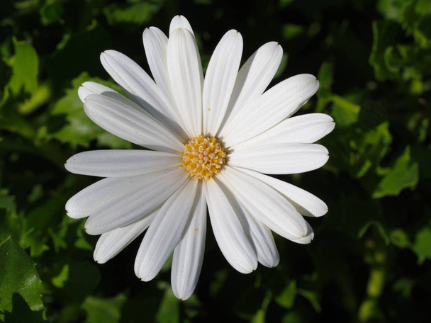 fehér Dieffenbachia - Fotó, kép