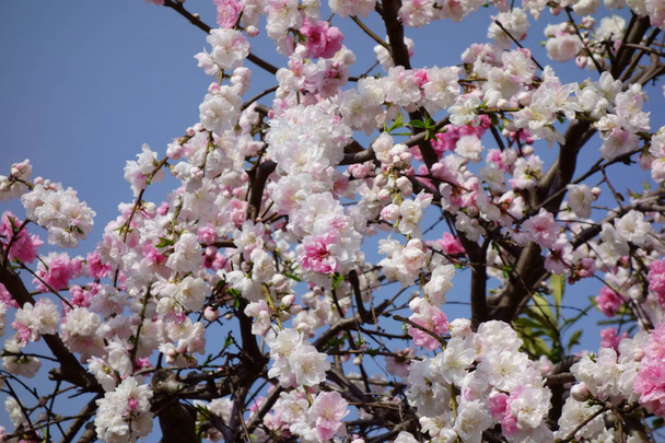    青空に輝く華やかで優雅な白い梅の花                             - 写真・画像