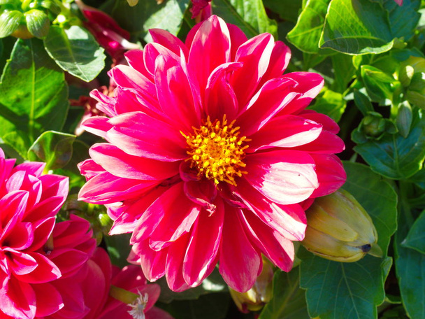 червоний рожеву малу квітку
 - Фото, зображення