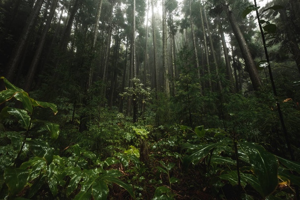 Misty rainforest on Sao Miguel Island, Acores - Φωτογραφία, εικόνα