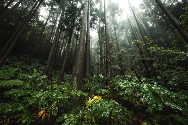 Bosque lluvioso brumoso en la isla de Sao Miguel, Acores
 - Foto, imagen