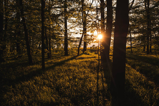 Ηλιοβασίλεμα στο δάσος, Τσεχία  - Φωτογραφία, εικόνα
