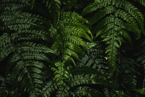 Vihreä sumu metsä Tsetseniassa
 - Valokuva, kuva