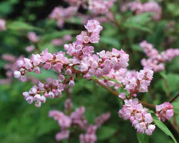 Lovely Pink Flowers of the Lesser Knotweed. Also known as Persicaria campanulata. Outdoors in a natural setting. - Photo, Image
