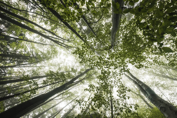Вид на зеленый туманный весенний лес
 - Фото, изображение