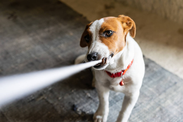 Der junge Jack Russel Terrier mit Halskette spielt mit einer ruhigen Kleidung und läuft auf das Herrchen zu. Verspielte Hunderassen. - Foto, Bild