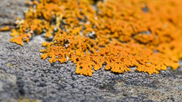 Orange lichen on the rock ( Xanthoria Elegans ) - closeup photo with blurred lens effect. Selective focus. Photo made in north of Norway on the coast - near Tromso City. - Photo, Image