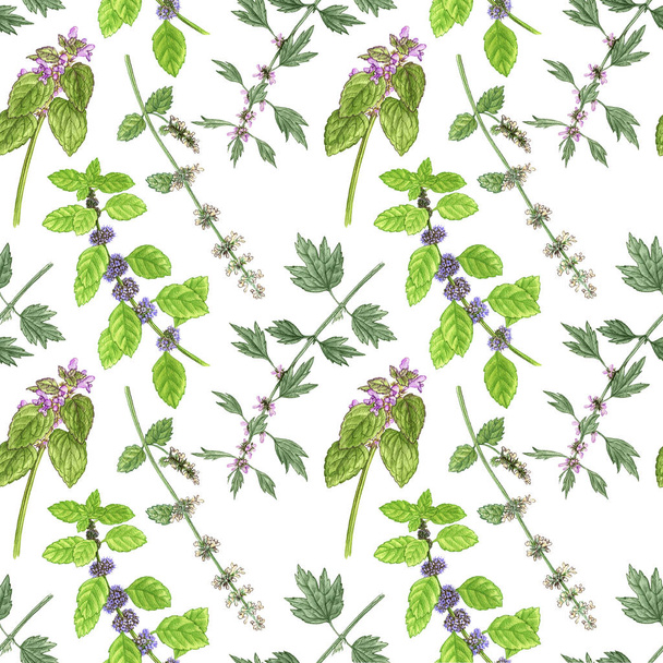 seamless pattern with wild plants and flowers - Fotografie, Obrázek