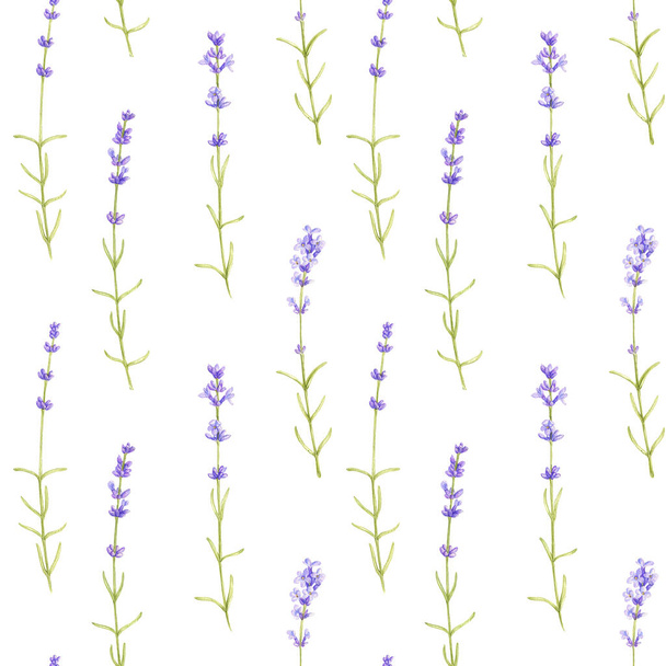 seamless pattern with wild plants and flowers - Fotografie, Obrázek