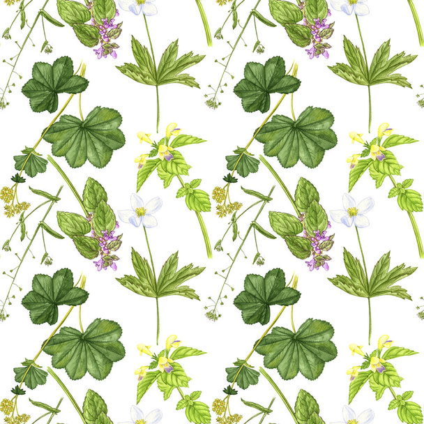 seamless pattern with wild plants and flowers - 写真・画像