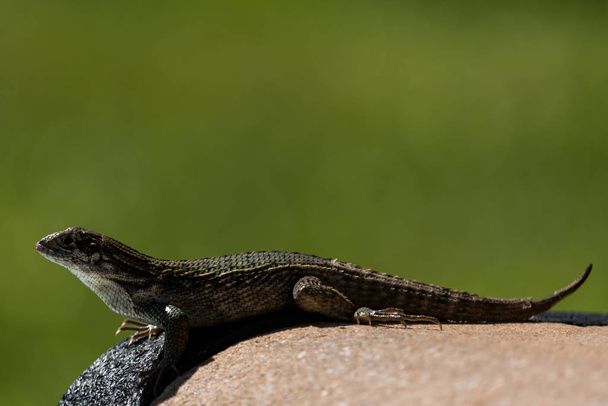 Vista lateral de lagarto en un banco en Florida
 - Foto, Imagen