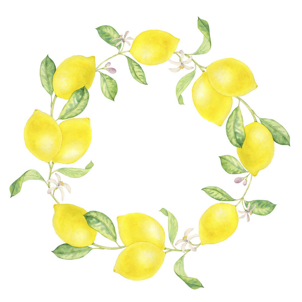 watercolor drawing branch of lemon - Fotoğraf, Görsel