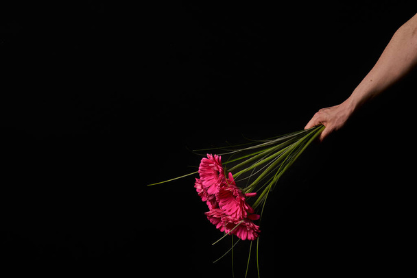 Hand holding pink gerber daisy isolated on black background - Photo, image