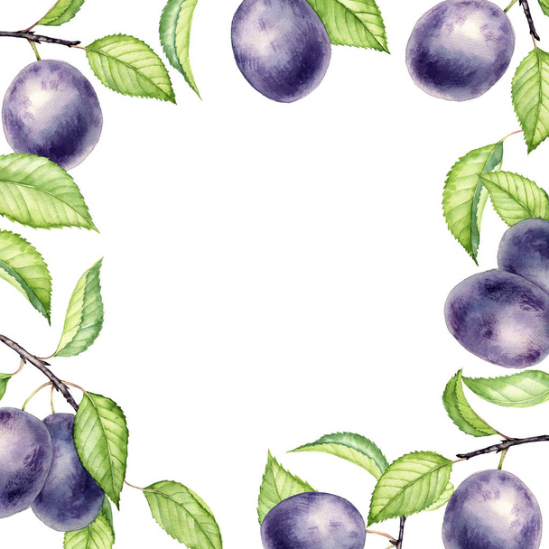 watercolor drawing branches of plum - Foto, Imagen