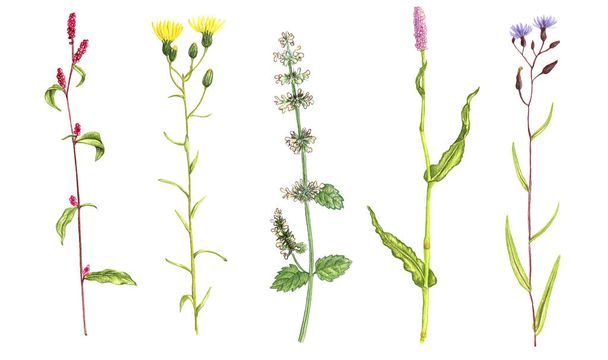 wild plants and flowers, drawing by color pencils - Fotó, kép