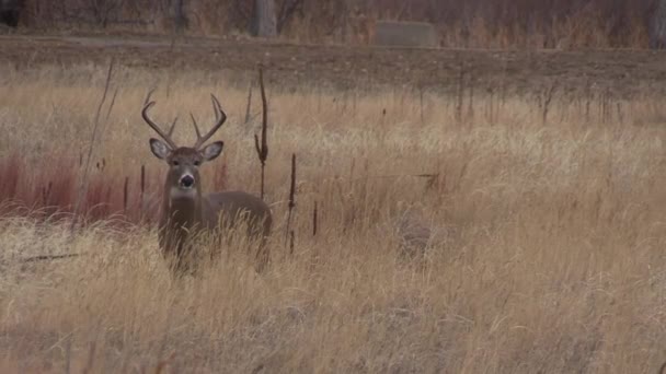 Colorado 'da sonbahar monotonluğunda bir geyik - Video, Çekim
