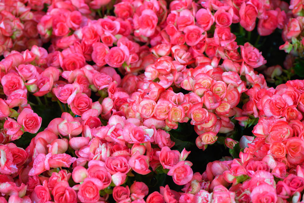 Belle fleur de Bégonia rouge fleurissant dans le jardin
,  - Photo, image