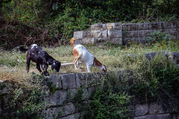 Obrázek dvou koz stojících a pojídajících zelenou trávu ve vesnici - Fotografie, Obrázek