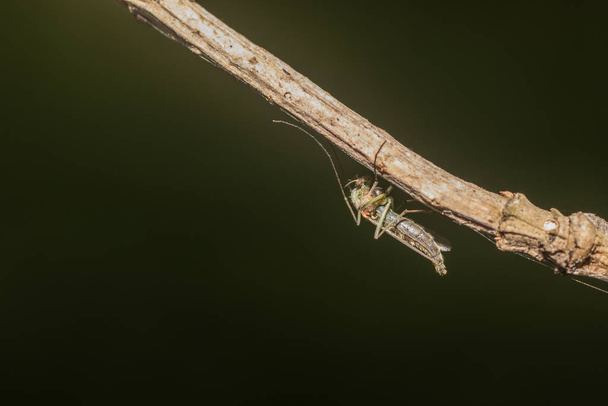 rovar egy ágon makró - Fotó, kép