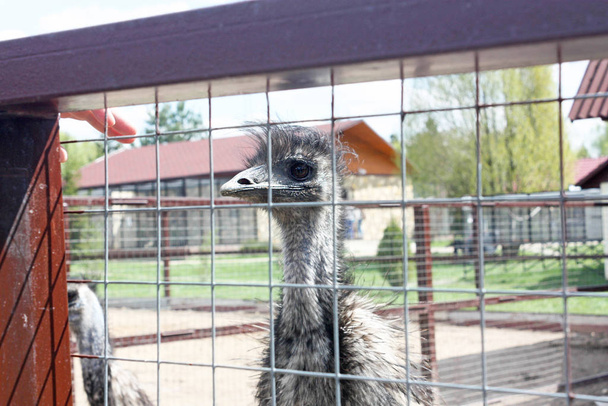 An ostrich stands and looks through a cage in a zoo. Animals in  - Фото, изображение
