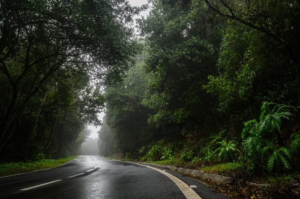 Strada forestale tortuosa nella nebbia. Montagne dell'isola di La Gomera
 - Foto, immagini