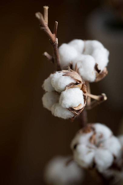 Cotton flowe bud - Фото, изображение