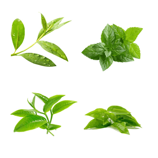 Minze und Zweige von grünem Tee Vektorgrafik - Vektor, Bild