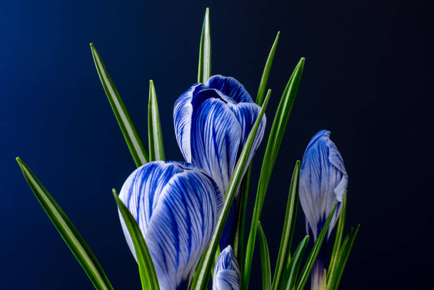Μεγάλος κρόκος Crocus sativus vernus λουλούδια με μπλε φλέβες σε σκούρο μπλε φόντο. Trending χρώματα για τις κάρτες Ημέρα της Μητέρας, Ημέρα του Αγίου Βαλεντίνου 2020. - Φωτογραφία, εικόνα