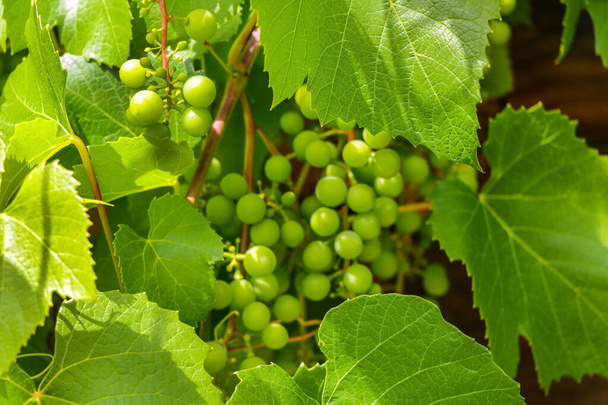cluster of green not mature grapes on a branch. Green bunch. - Foto, imagen