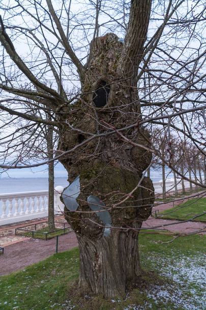 Vieux arbres historiques près du Palais Monplaisir dans le parc inférieur de Peterhofs
. - Photo, image