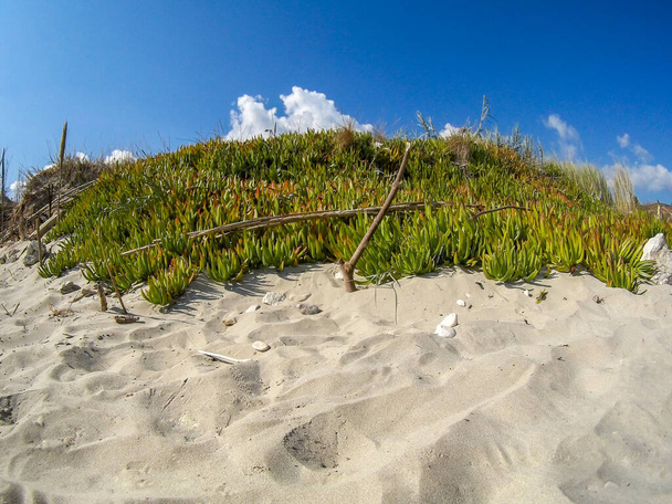 wilde strand bloemen op het zand - Foto, afbeelding