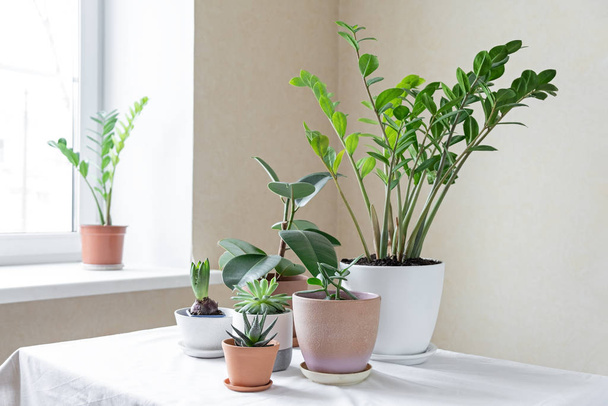 Various plants in different pots on table. Indoor garden home. Green garden in the room - Foto, afbeelding