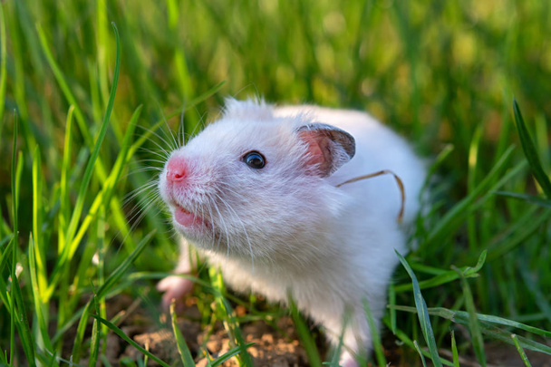 Hamster blanc
 - Photo, image