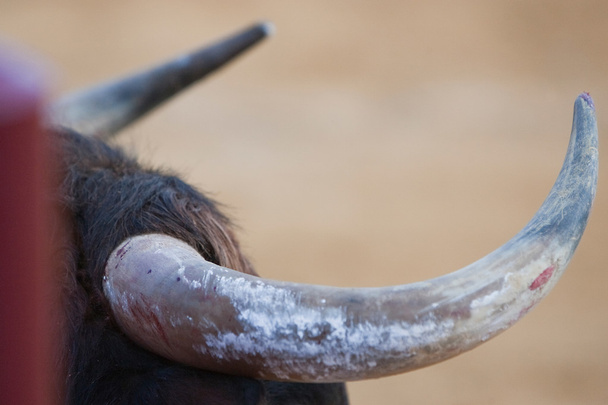 Queue des cornes d'un taureau courageux dans une corrida
 - Photo, image
