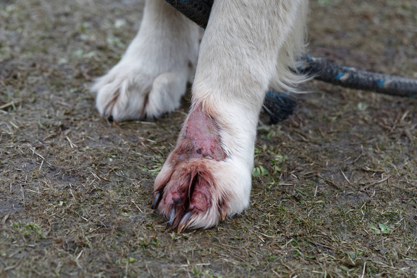 Treat dermatitis of dog Golden Retriever. Animal skin disease. Treat dermatitis infection on leg. - Photo, Image