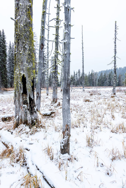 Halott fák a téli erdőben, hóeséssel és felhős égbolttal - Fotó, kép
