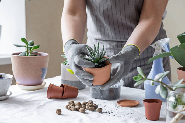Woman hand transplanting succulent in ceramic pot on the table. Concept of indoor garden home. - Foto, Imagem