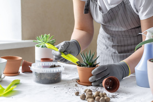 Woman hand transplanting succulent in ceramic pot on the table. Concept of indoor garden home. - 写真・画像