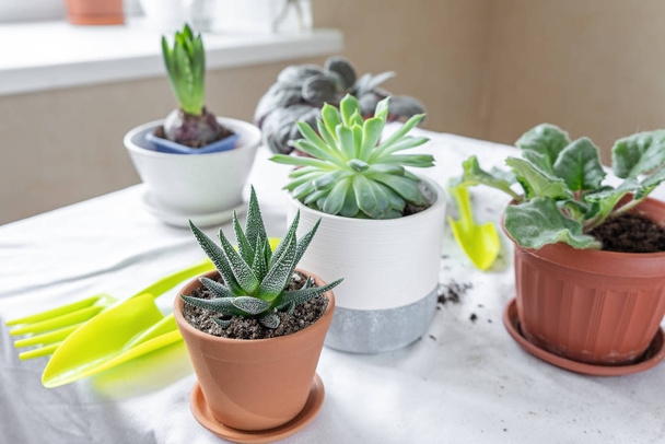 Various plants in different pots on table. Plant transplantation. Concept of indoor garden home. - Φωτογραφία, εικόνα